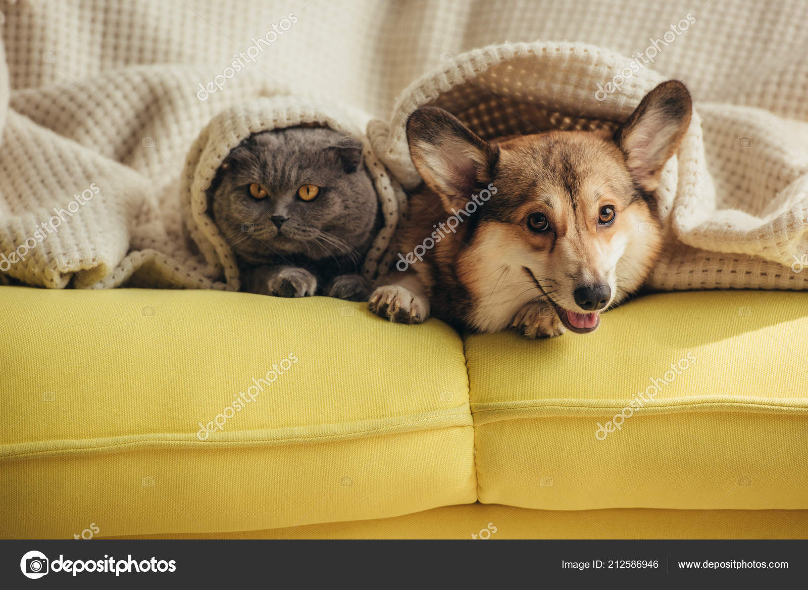 Cat Dog Lying Together Blanket Sofa Stock Photo