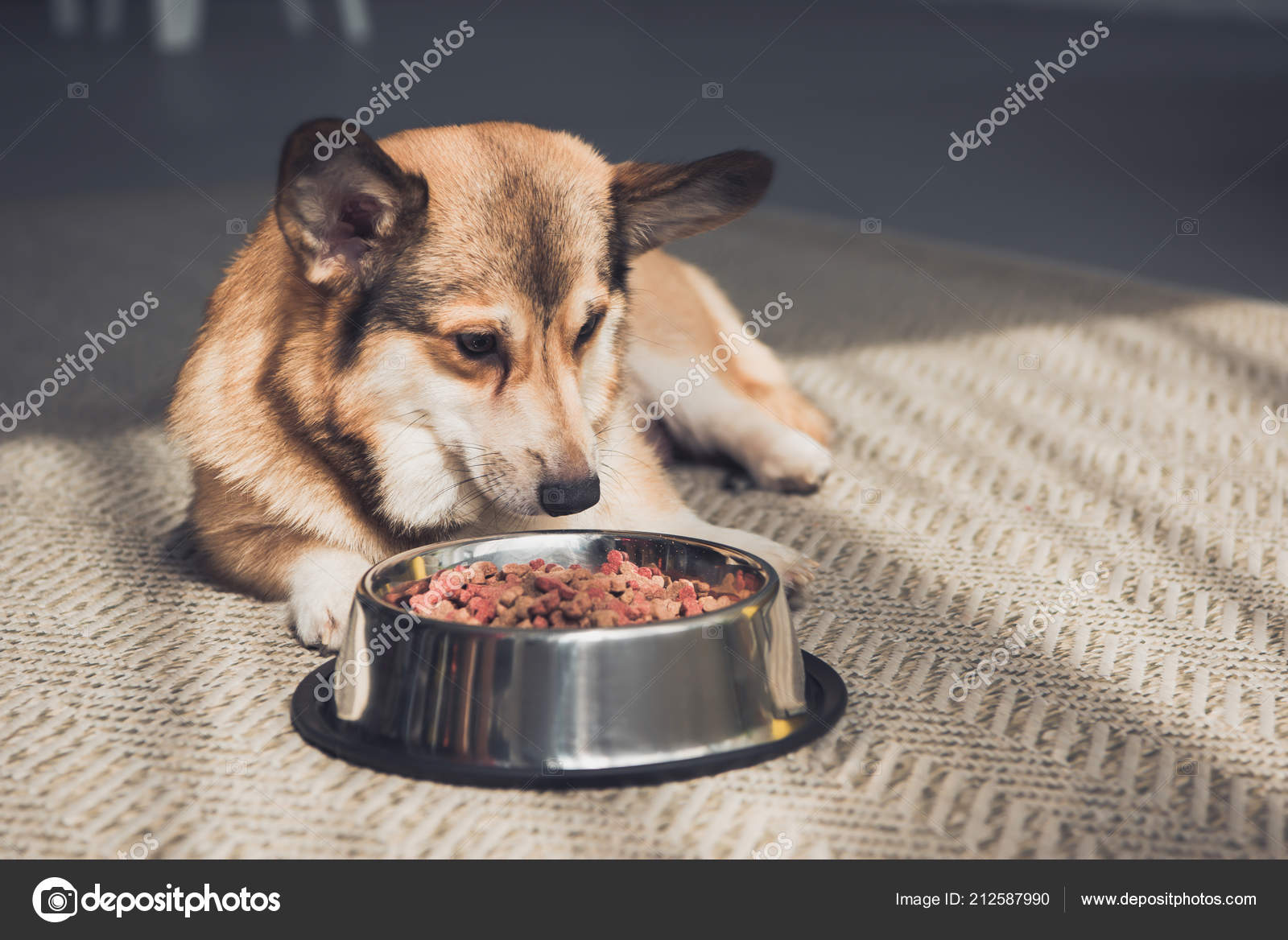 Welsh Lying Floor Bowl Full Dog Food Stock Photo by