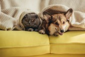 kočka a pes ležící společně pod dekou na pohovce 