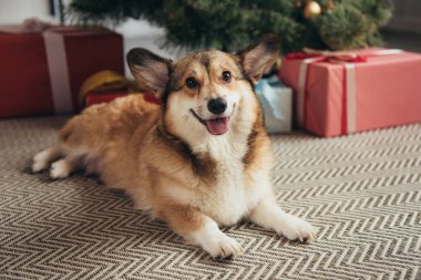 Noel ağacının altında hediyelerle yalan şirin Galce corgi köpek