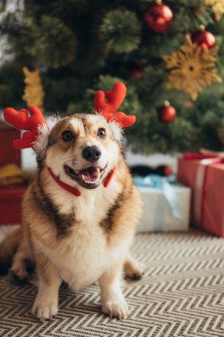 komik Galce corgi köpek geyik boynuzları Noel ağacı yakınındaki
