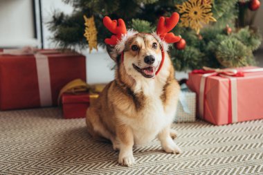 Galce corgi köpek geyik boynuzları hediye kutuları ile Noel ağacı altında
