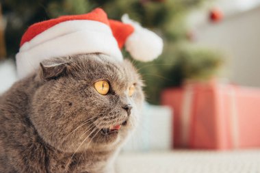 Noel ağacının altında yalan santa şapka komik İskoç fold kedi