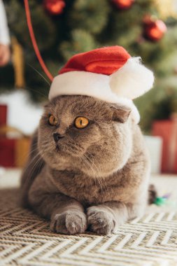 şirin gri İskoç Noel ağacının altında yalan santa şapkalı kedi kat