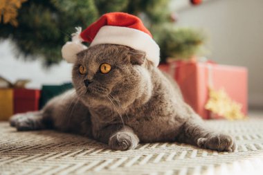 Noel ağacının altında yalan santa şapka İskoç fold sevimli kedi