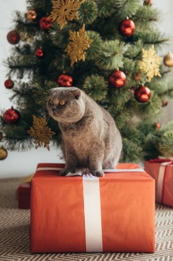 Scottish fold hediye kutusu Noel ağacı yanında oturan kedi