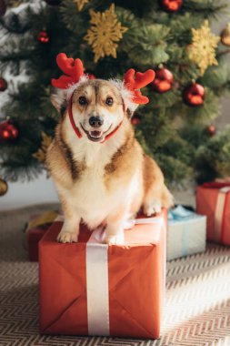 komik Galce corgi köpek hediye kutusu Noel ağacının altında oturan geyik boynuzları 