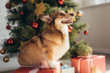 hediye kutusu Noel ağacı yanında oturan şirin tüylü köpek 