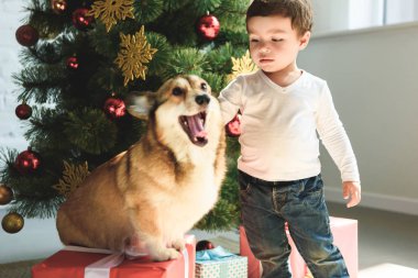 sevimli küçük çocuk pembroke Galce corgi köpekleri Noel ağacı yakınındaki