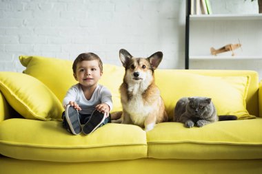Galce corgi köpek ve İskoç fold kedi ile sarı kanepede oturan çocuk