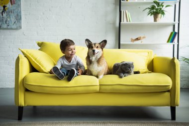 Galce corgi köpek ve İskoç fold kedi evde sarı koltukta oturan sevimli çocuk