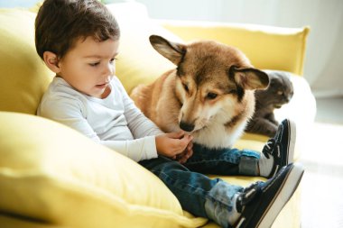 kedi ve köpek ile kanepede otururken çok güzel çocuk