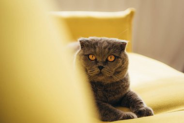 kabarık İskoç fold kedi sarı kanepe evde