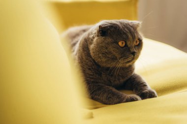 gri tüylü scottish fold kedi evde sarı koltukta