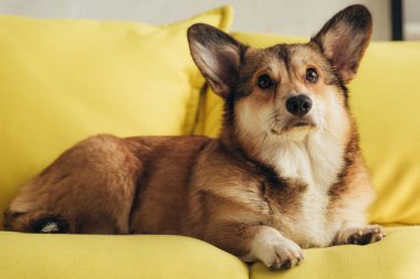 şirin tüylü pembroke welsh corgi köpek sarı koltukta oturan