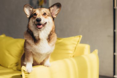 Tüylü Galce corgi köpek sarı Divan