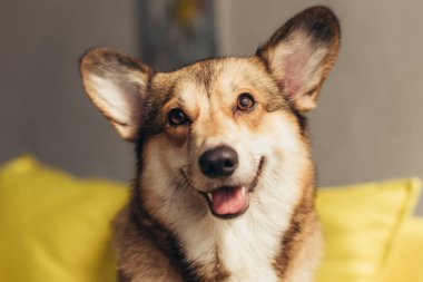 Şirin pembroke galsh corgi dog 