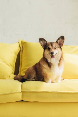 komik pembroke welsh corgi köpek sarı koltukta oturan