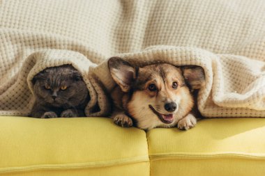 kedi ve köpek ekose Divan altında yalan 