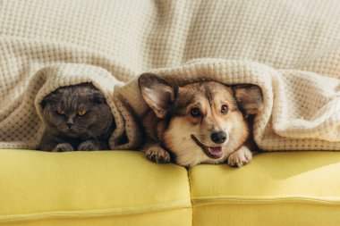 cat and dog lying under plaid on sofa  clipart