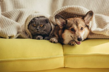 cat and dog lying together under blanket on sofa  clipart