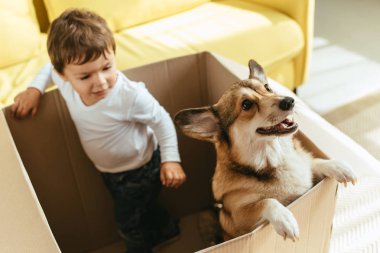 çok güzel çocuk karton kutu köpek ile oynamak