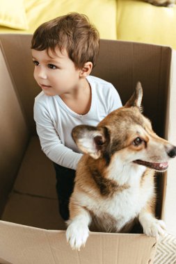 karton kutu Galce corgi köpek ile oynayan küçük çocuk