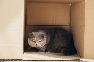 Tüylü İskoç fold kedi karton kutu içinde