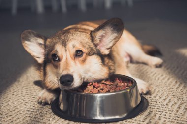 Üzgün Pembroke Welsh Corgi köpek kadar dolu kase yalan