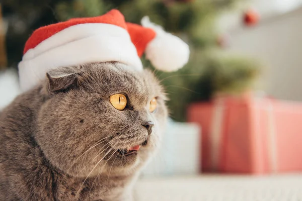 滑稽的苏格兰折叠猫在圣诞老人帽子躺在圣诞树下 — 图库照片