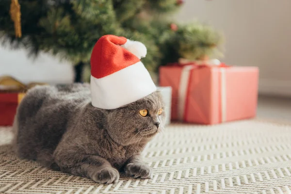 クリスマス ツリーの下で横になっているサンタ帽子でふわふわスコティッシュフォールド猫  — 無料ストックフォト