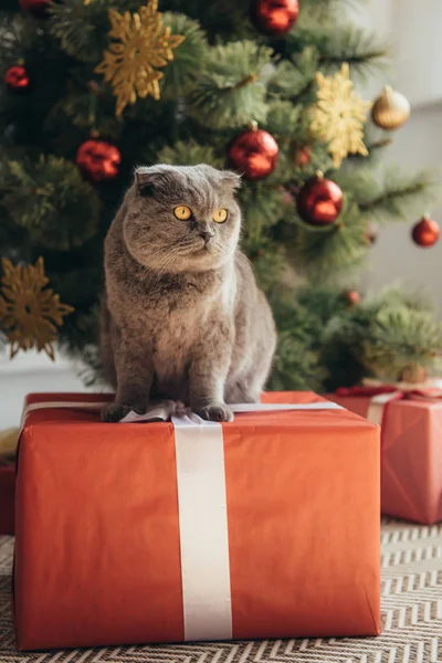 Şirin Kabarık Skoç Fold Kedi Hediye Noel Ağacı Yanında Oturan — Stok fotoğraf
