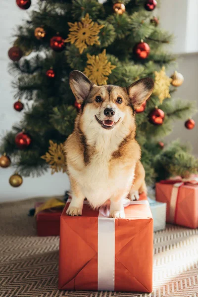 Funny Welsh Corgi Dog Sitting Red Gift Box Christmas Tree — Stock Photo, Image