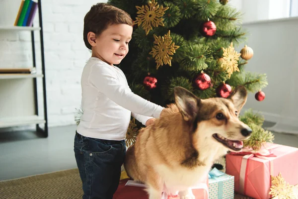 Niño Acariciando Perro Corgi Galés Cerca Del Árbol Navidad — Foto de Stock