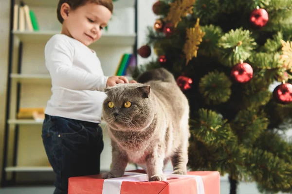 Lilla Pojke Petting Katten Presentbox Nära Julgran — Gratis stockfoto
