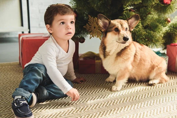 Adorable Niño Perro Sentado Bajo Árbol Navidad — Foto de Stock