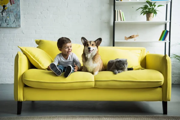 Menino Adorável Com Galês Corgi Cão Escocês Dobra Gato Sentado — Fotografia de Stock