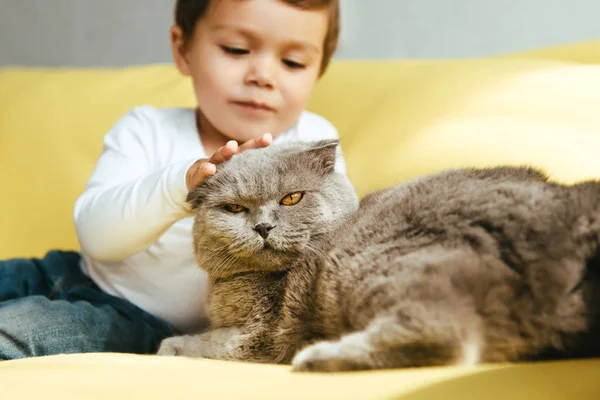 Entzückender Junge Streichelt Schottische Faltkatze Und Hause Auf Gelbem Sofa — Stockfoto