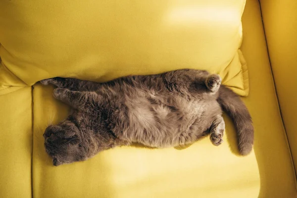 evde sarı koltukta uyuyan gri İskoç fold kedi