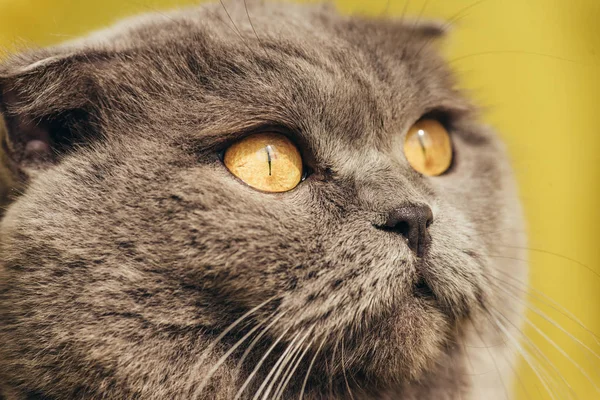 Close Grey Scottish Fold Cat — Free Stock Photo