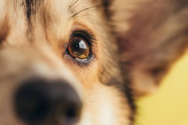 Zbliżenie Oko Pies Welsh Corgi Pembroke — Zdjęcie stockowe