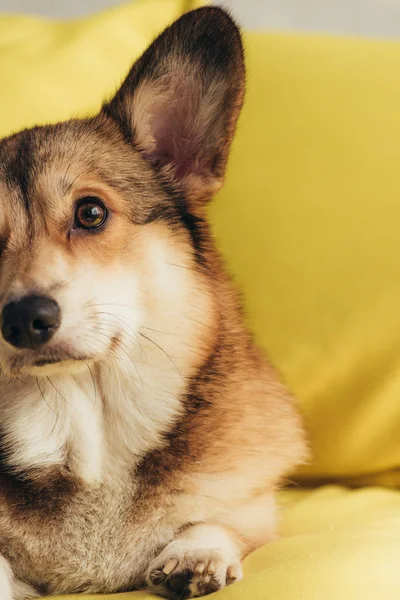 Cute Furry Welsh Corgi Dog Sitting Yellow Sofa — Stock Photo, Image