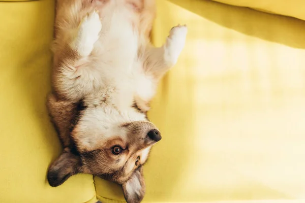 Komik Pembroke Welsh Corgi Köpek Sarı Koltukta Yalan — Stok fotoğraf