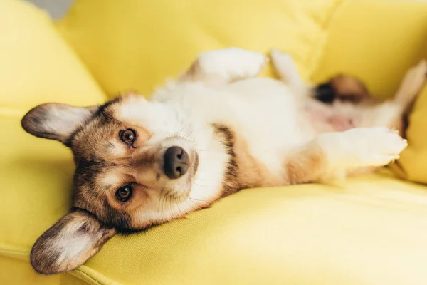 Vänlig Welsh Corgi Hund Liggande Gula Soffa — Stockfoto