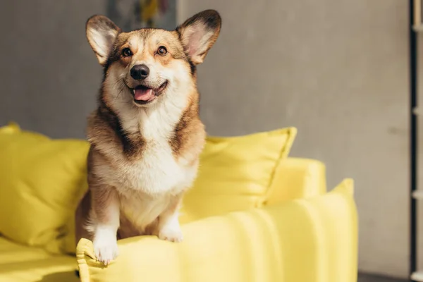 Furry Welsh Corgi Dog Yellow Sofa — Stock Photo, Image