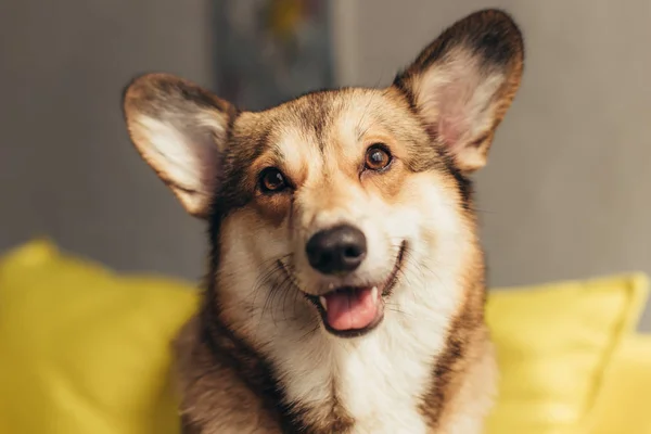 Söpö Pembroke Walesilainen Corgi Koira — kuvapankkivalokuva