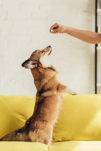 Teilansicht Auf Das Training Eines Welschen Corgi Hundes Hause — Stockfoto