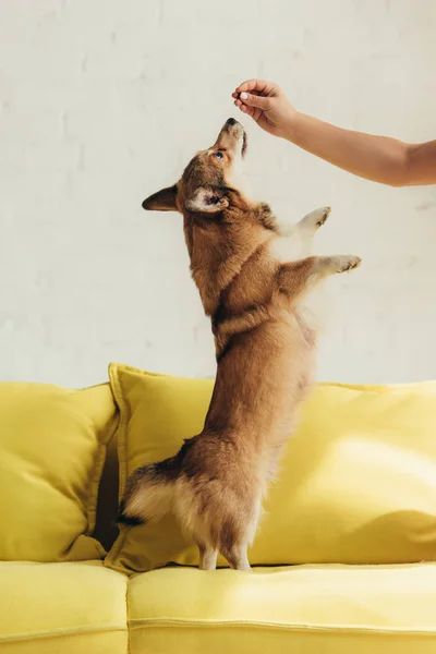 Vedere Decupată Persoanei Formare Câine Corgi Welsh Canapea — Fotografie, imagine de stoc