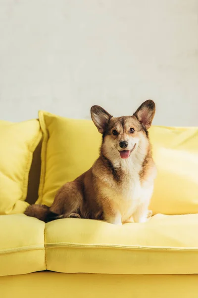Pembroke Galês Corgi Cão Sentado Sofá Amarelo — Fotografia de Stock
