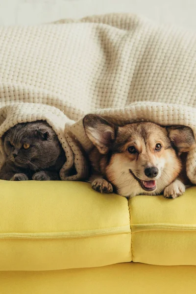 Escocês Dobrar Gato Galês Corgi Cão Deitado Sob Cobertor Sofá — Fotografia de Stock